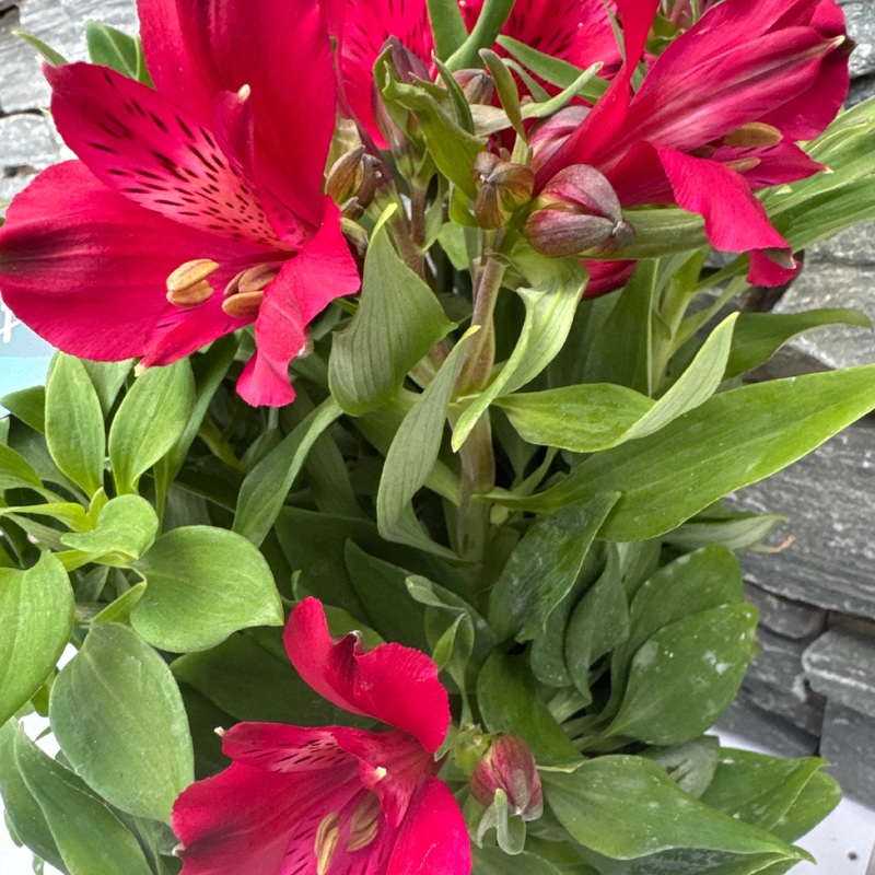 Alstroemeria Inticancha mix  P21
