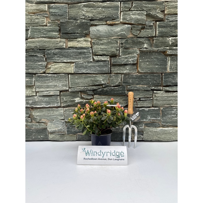 Azalea Hortinno   Princess Pinky    P13