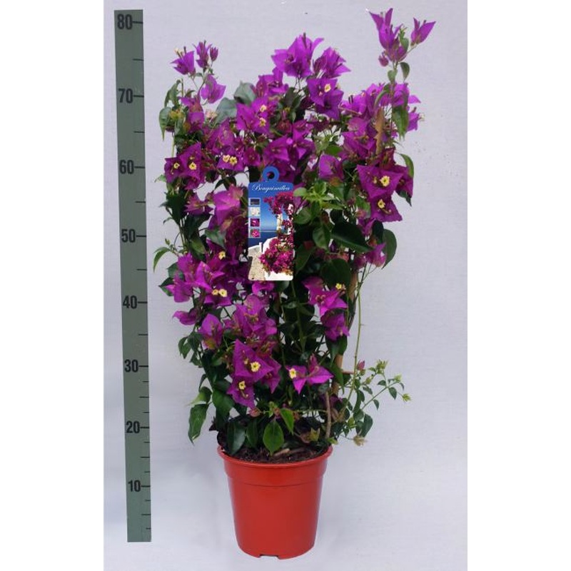 Bougainvillea Alexandra
