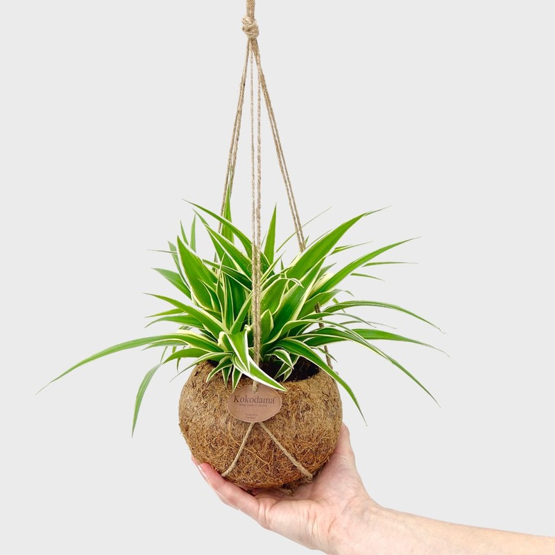 Chlorophytum com. Ocean kokodama