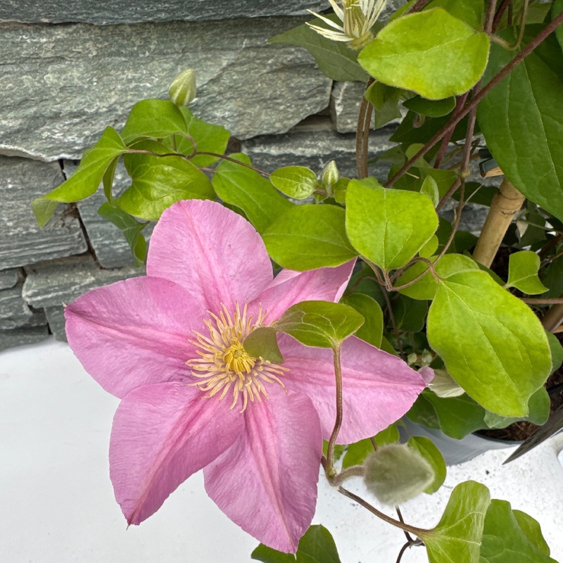 Clematis Boulevard collection  P15, trellis