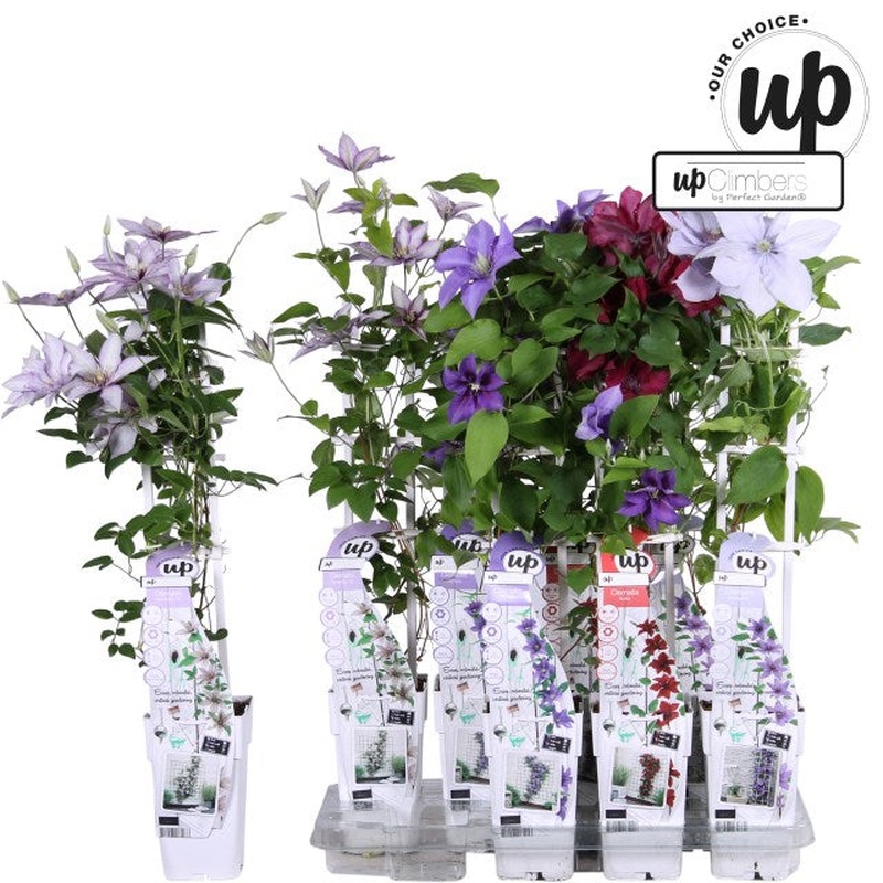 Clematis Evison mix  C2 - trellis