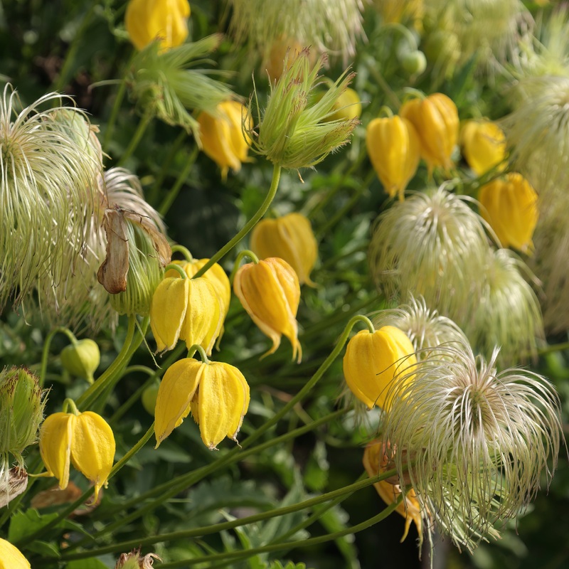 Clematis tangutica 3.0