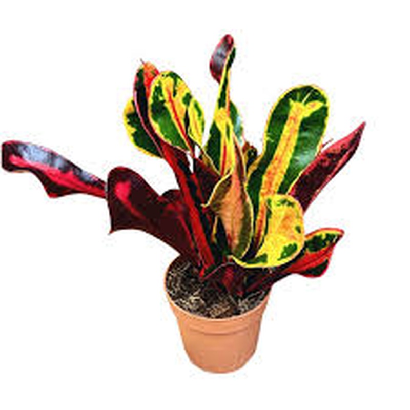 Codiaeum var. GR Mammi