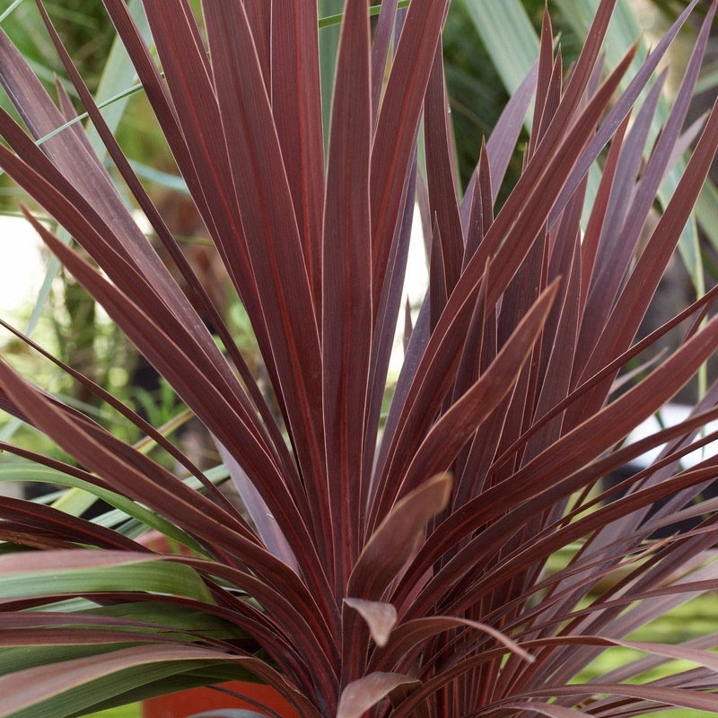 CORDYLINE AUSTRALIS RED STAR