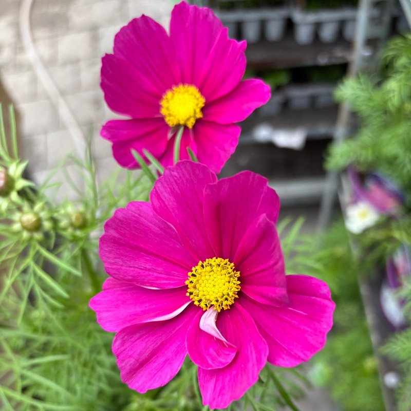 Cosmos Dark Pink