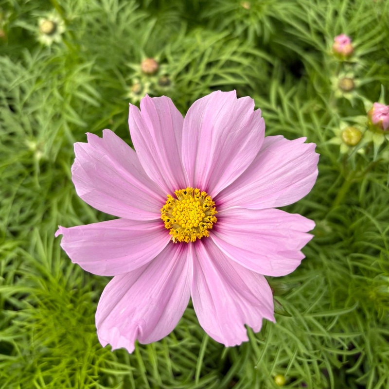 Cosmos Pink