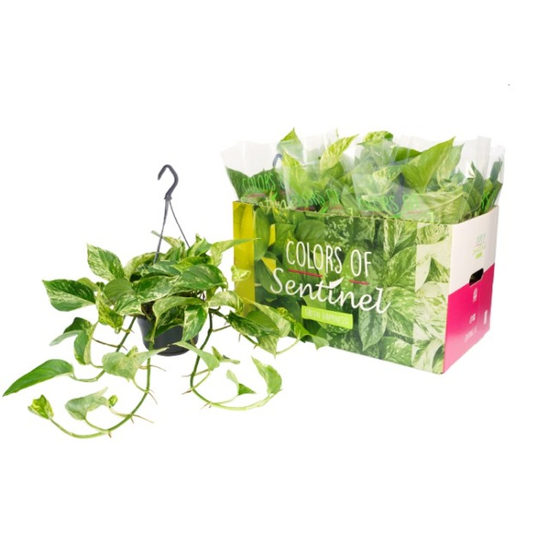 Epipremnum pinn. Marble Queen P15, hanging pot