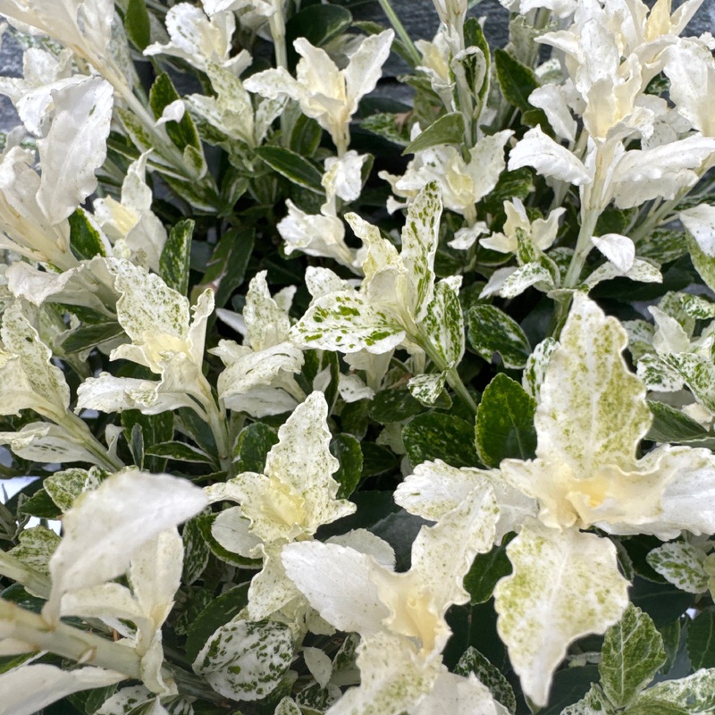 Euonymus jap. Pierrolino