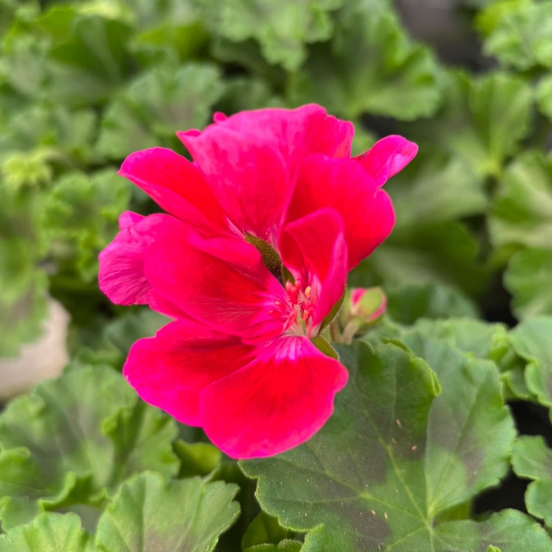 Geranium Cerise