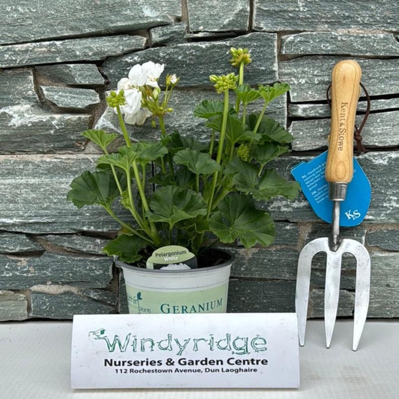 Geranium White