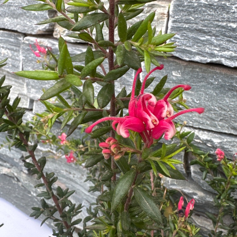 Grevillea Poorinda Elegance