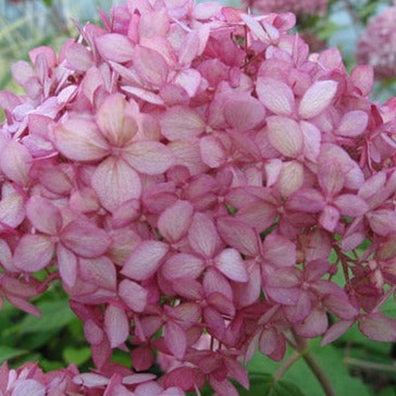 Hydrangea arbor. Pink Annabelle  3 Ltr pot