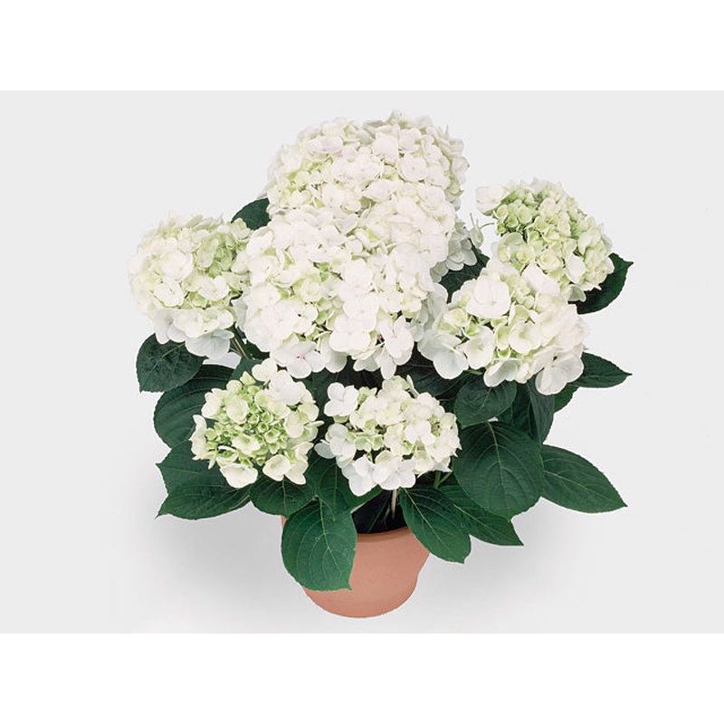 Hydrangea m. Hovaria Holibel  P14, 6 to 8 flowers