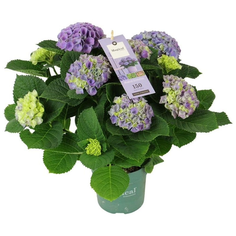 Hydrangea m. Magical Evolution blue  P14 56 flower