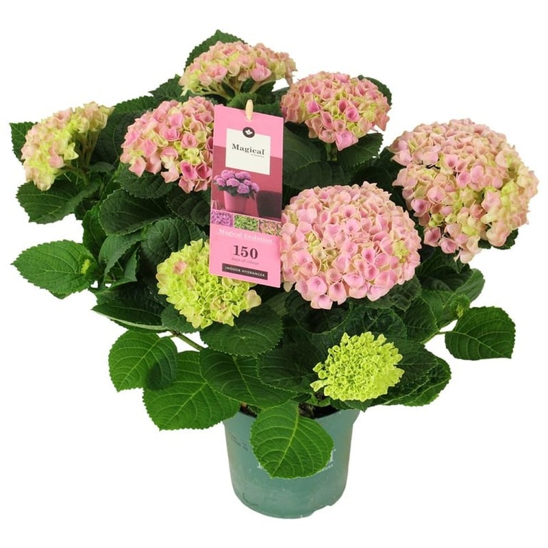 Hydrangea m. Magical Evolution pink  P14 56 flower