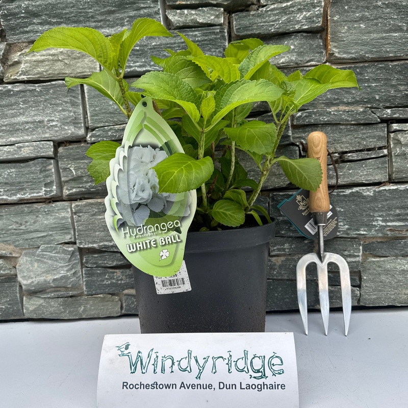 Hydrangea mac. White Ball