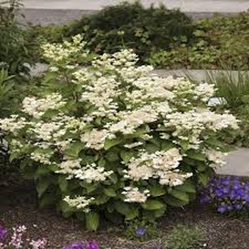 Hydrangea pan. Prim White
