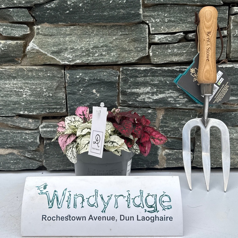 Hypoestes phyllo. DolcAmore