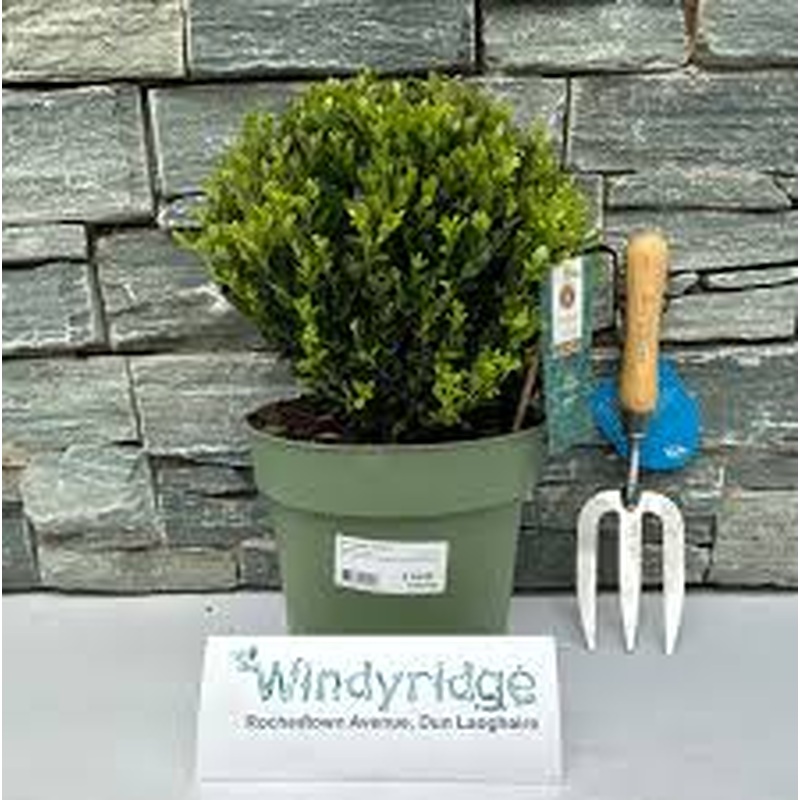 Ilex Crenata Jenny Ball (Diameter 25cm)