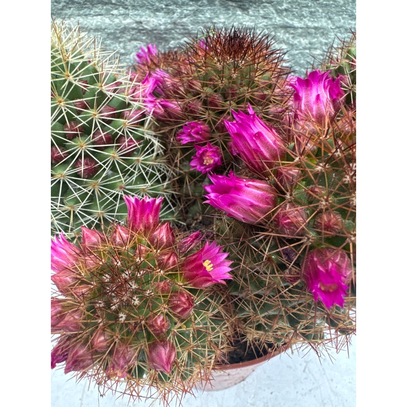 Mammillaria ernestii