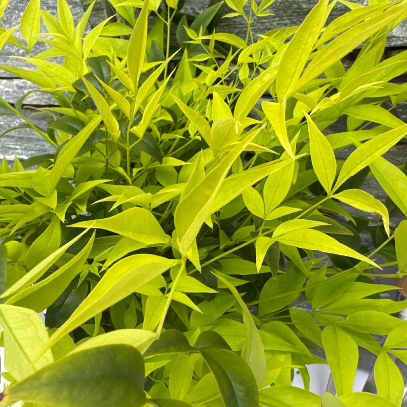 Nandina dom. Magical Lemon & Lime  3 Ltr pot