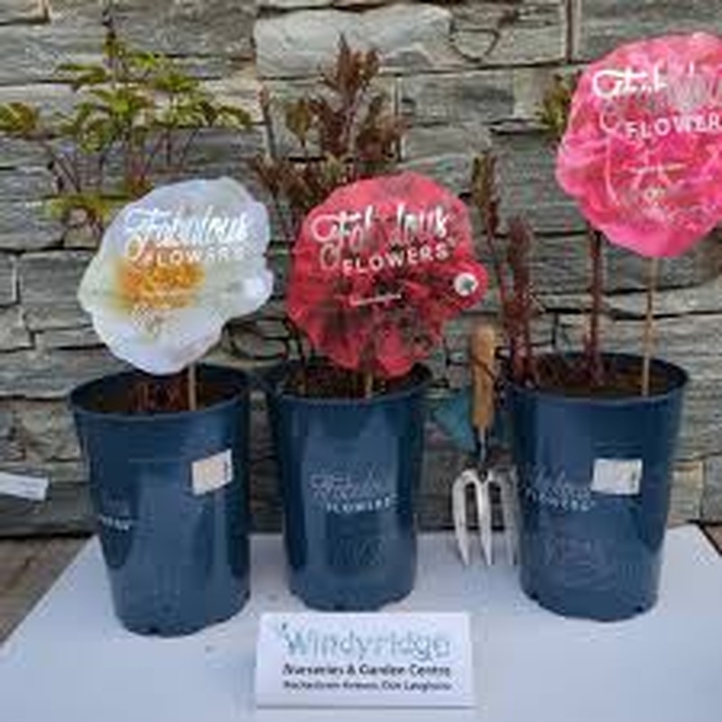 Paeonia lact. Fabulous FLowers  7 Ltr pot