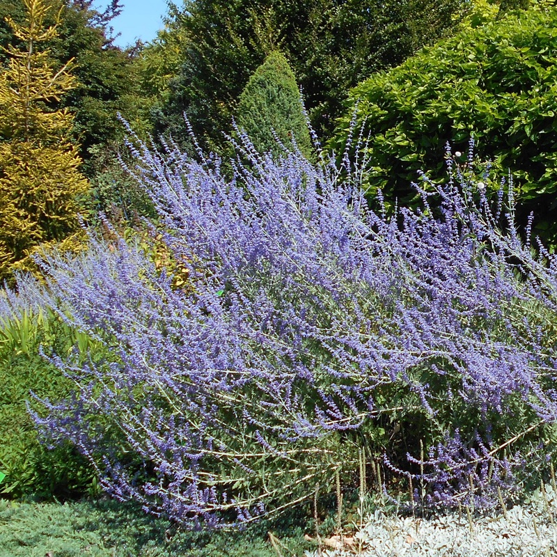 Perovskia atripl. Blue Spire  2L, square pot