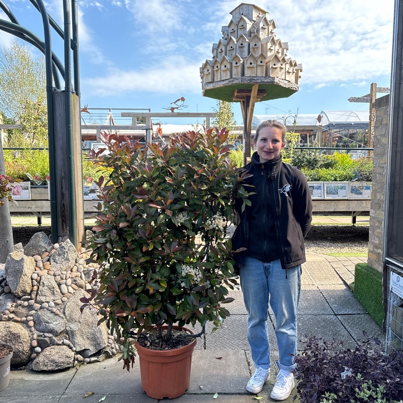 PHOTINIA SERR. CORALLO CLT 30      SPALLIERA IN METALLO H 85 X L 50 CM