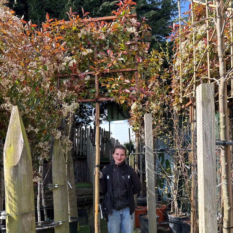 PHOTINIA SERR. RED ROBIN CLT 55   CIRC. TR. 10 - 12 CM  STD SPALL. LEGNO SU STELO 100 X 100 CM