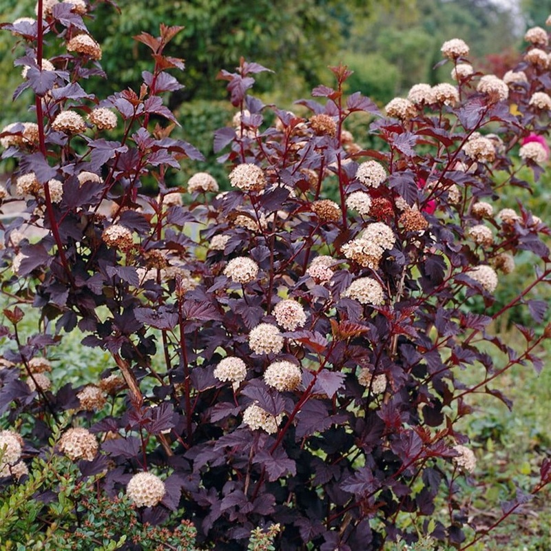Physocarpus opul. Diabolo
