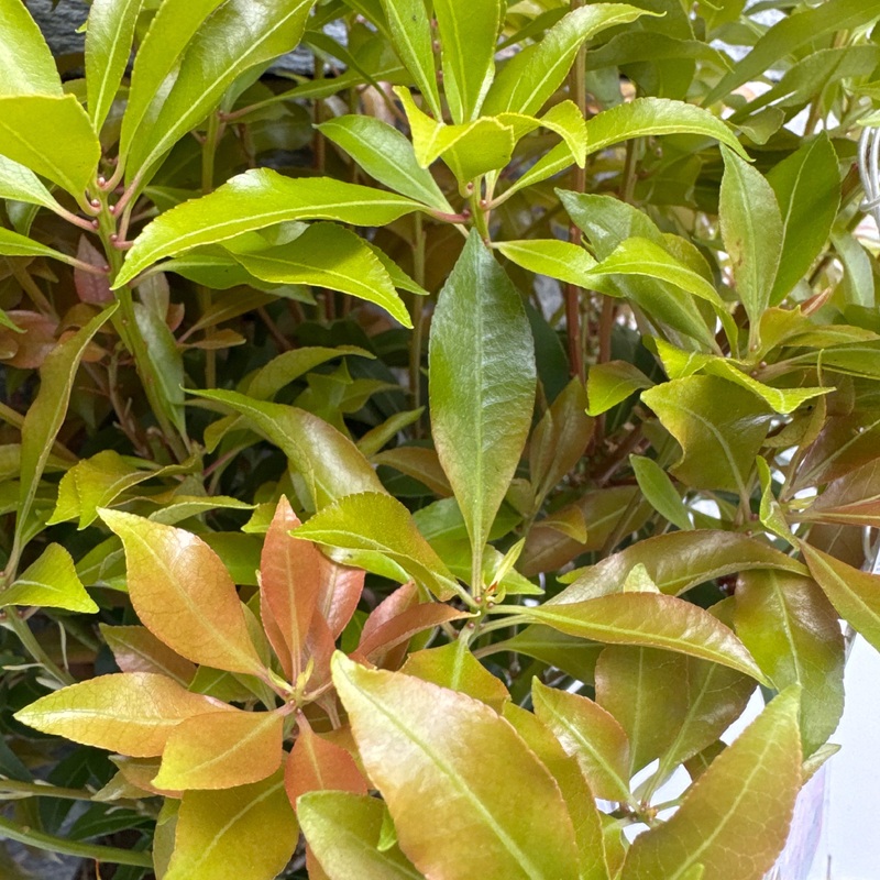 Pieris Mountain Fire