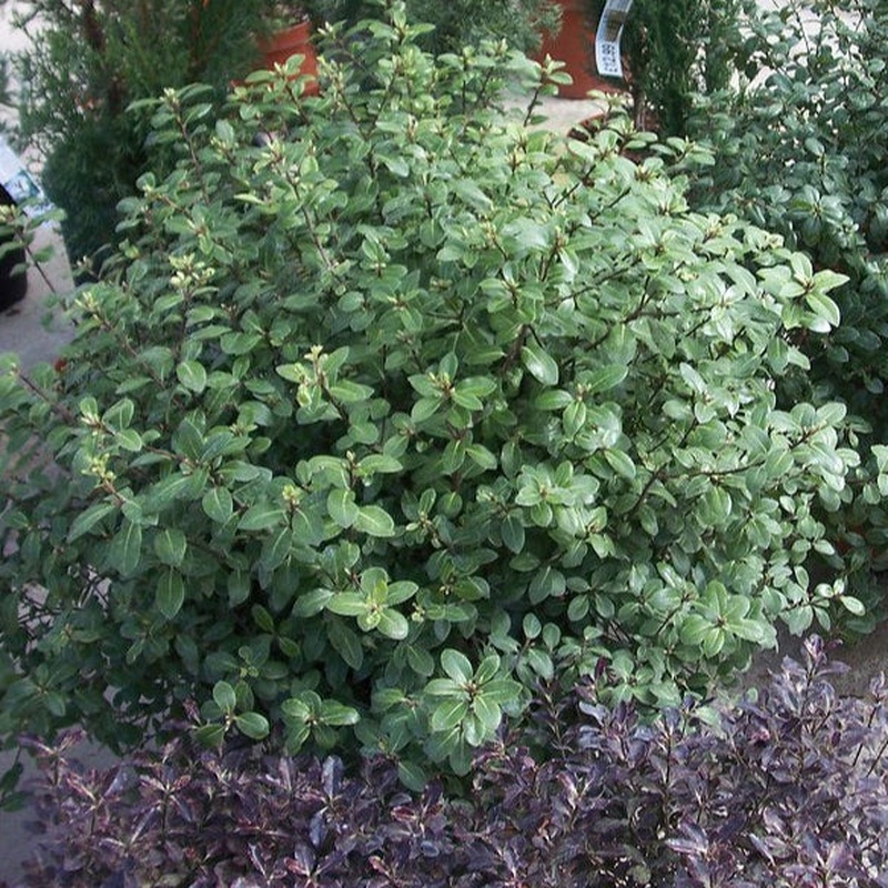 Pittosporum Golfball