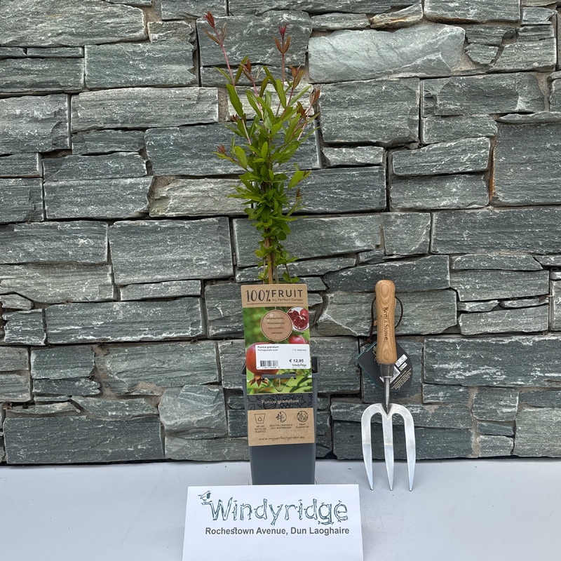 Punica granatum  2 Ltr, single cane