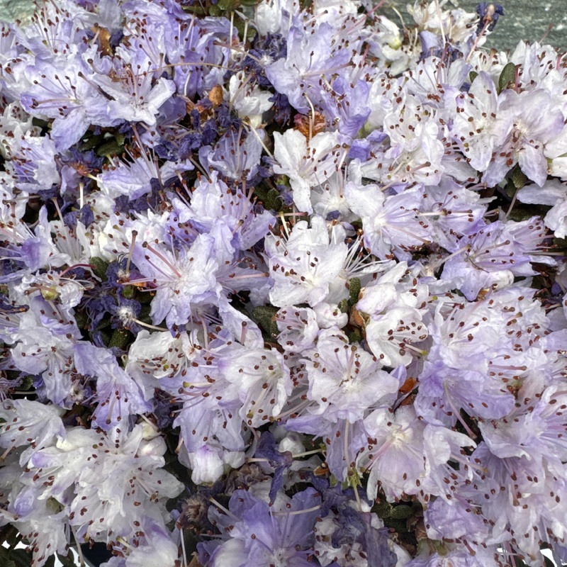 Rhododendron imp. Arctic Blue