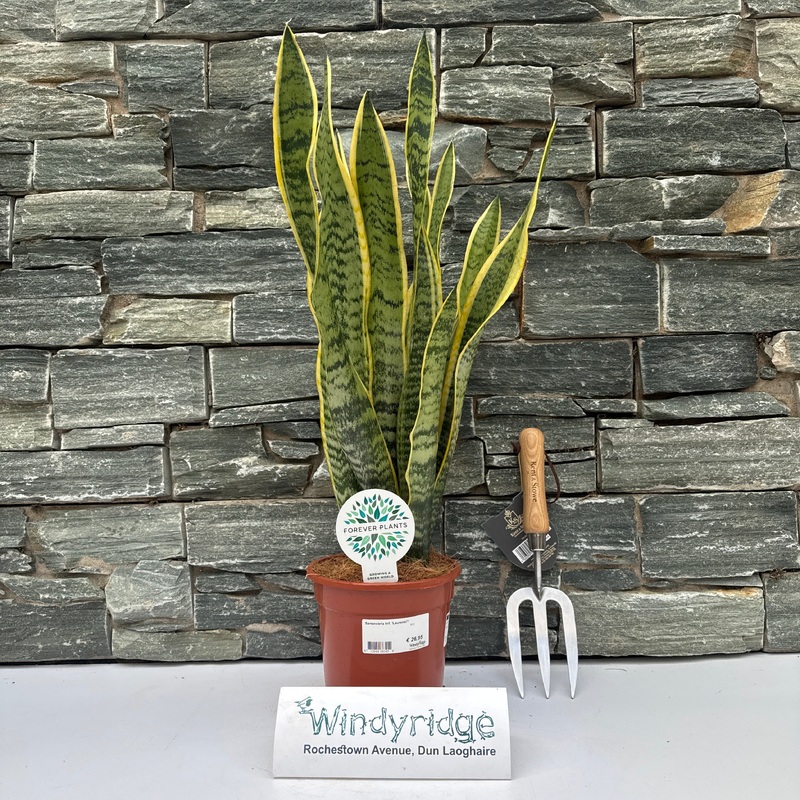 Sansevieria trif. Laurentii P17