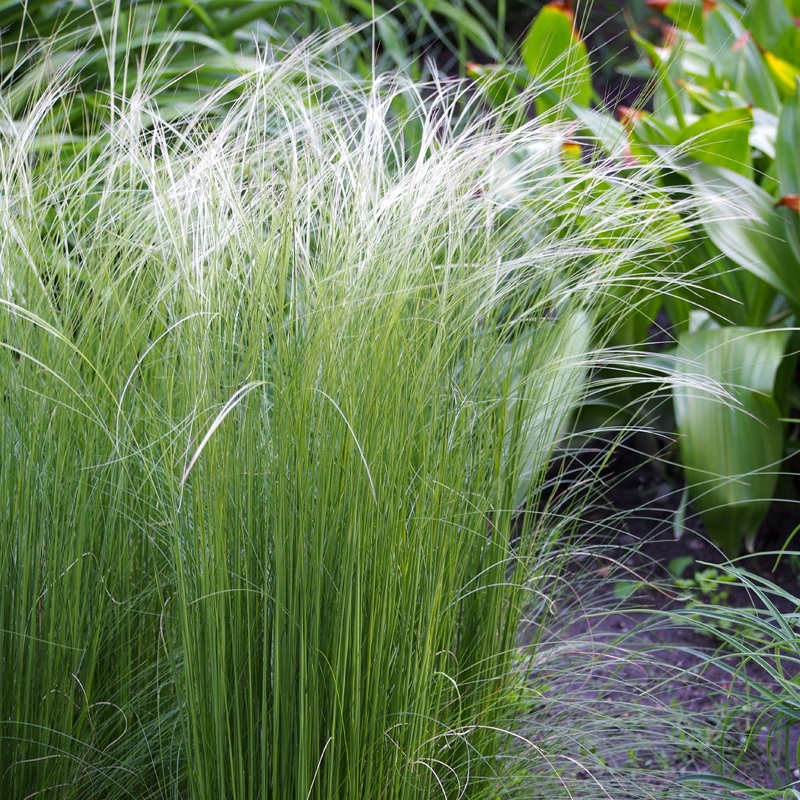Stipa tenuissima Ponytails