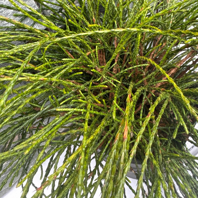 Thuja plic. Whipcord  30-40 CM C5