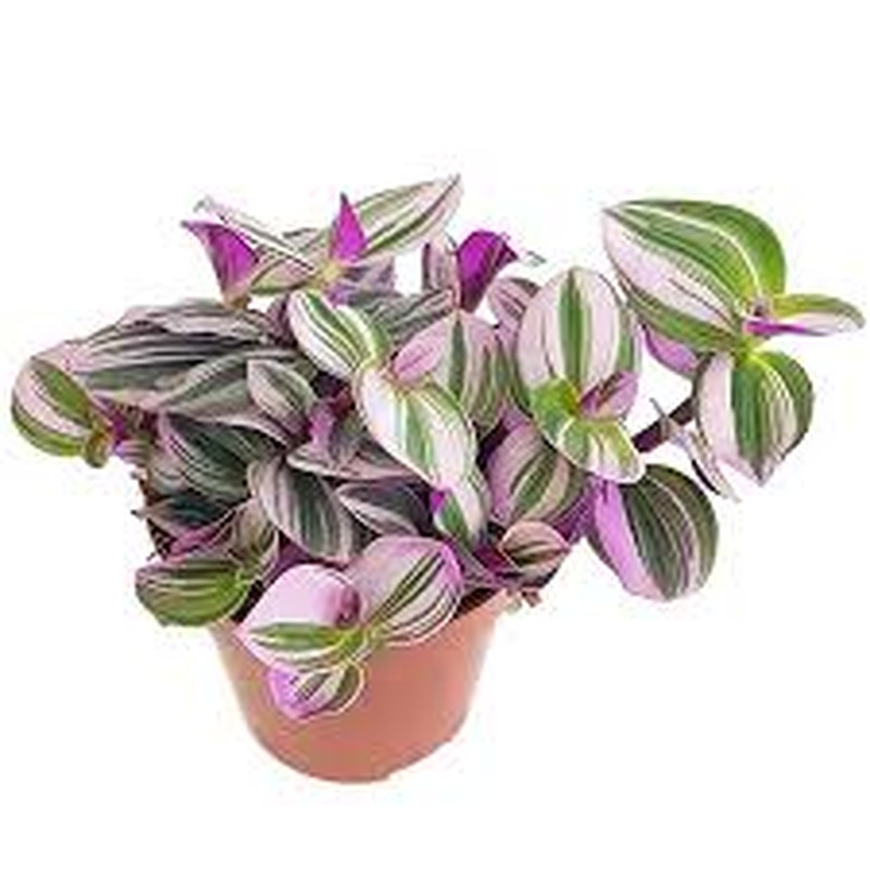 Tradescantia albif.  Nanouk  .