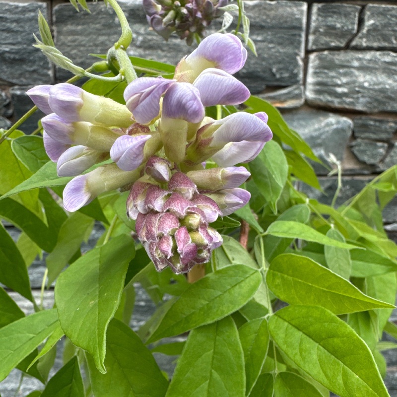Wisteria frutes. Amethyst Falls pot 19 cm