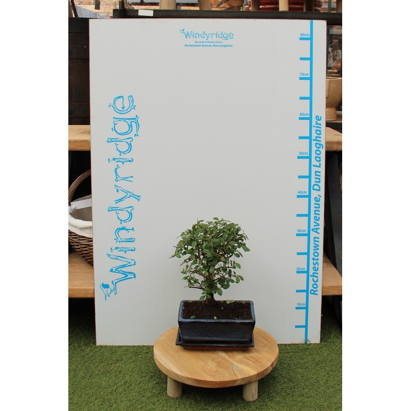 Zelkova - bonsai  20 cm ceramic pot