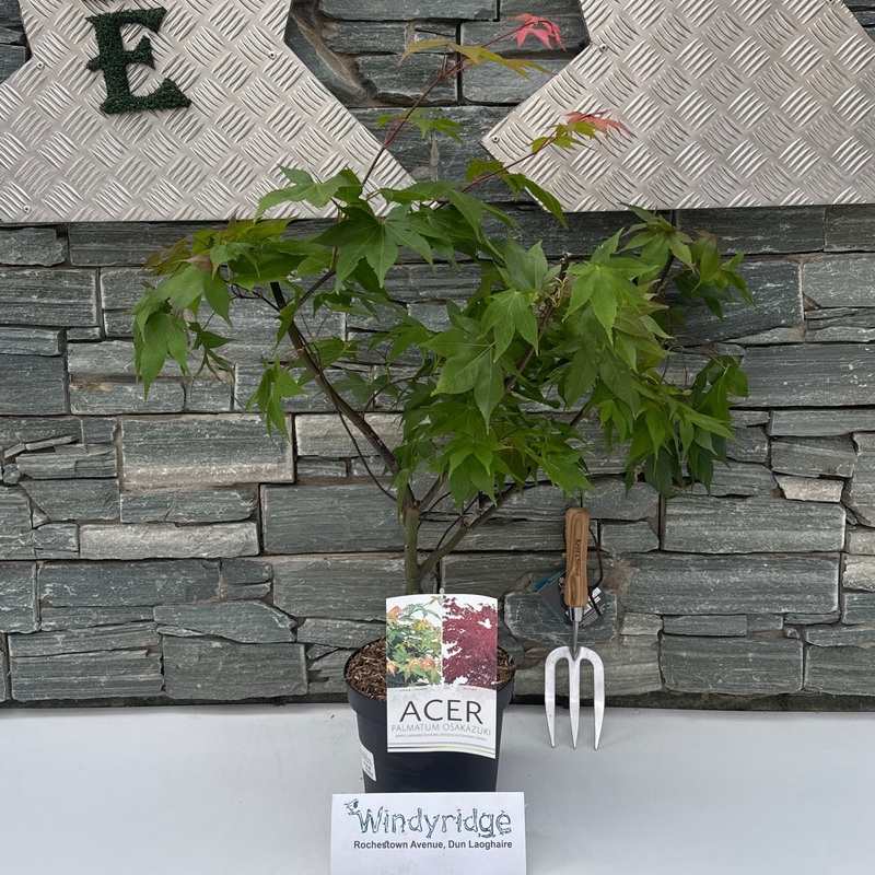 Acer palm. Osakazuki  4 Ltr pot