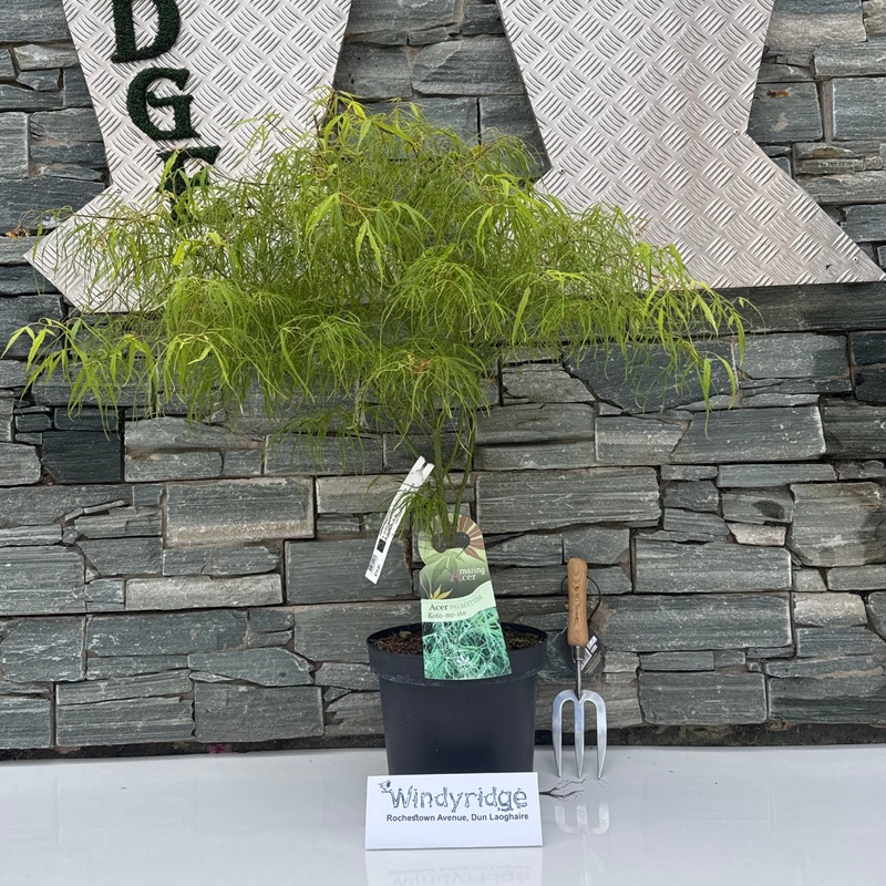 ACER PALMATUM KOTO-NO-ITO 7.5Ltr