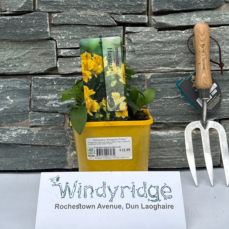 Alstroemeria Inticancha Yellow 2L