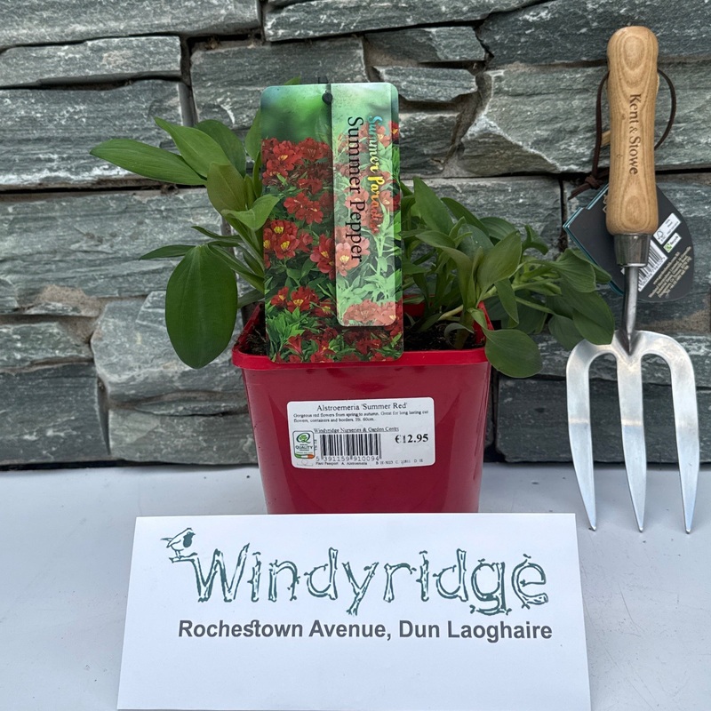 Alstroemeria Summer Red 2L