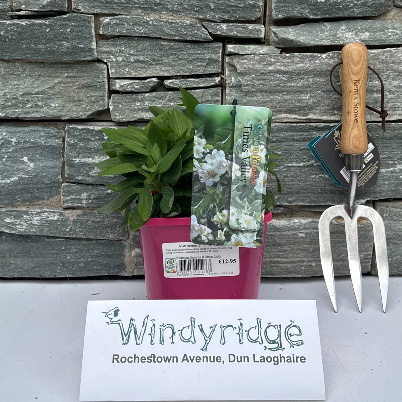 Alstroemeria Time Valley 2L