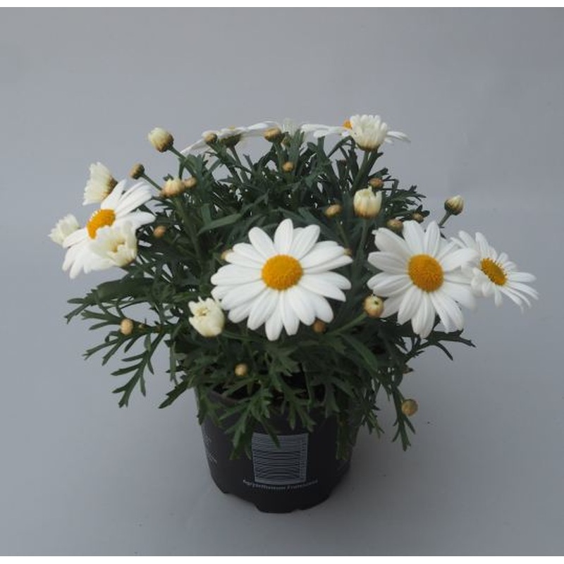 Argyranthemum frutescens white