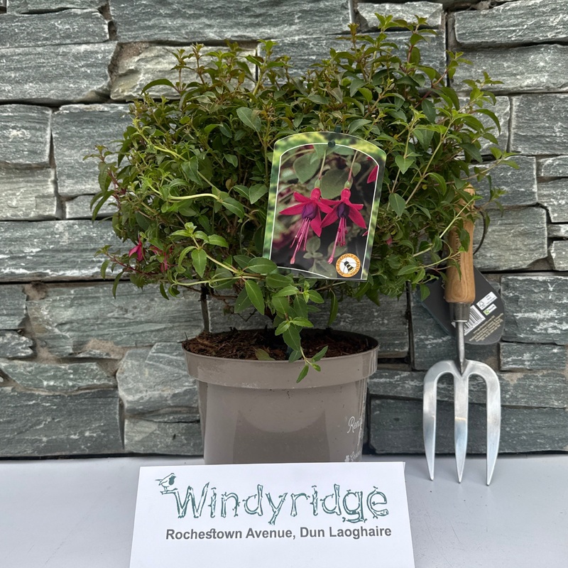 FUCHSIA TOM THUMB 3tr