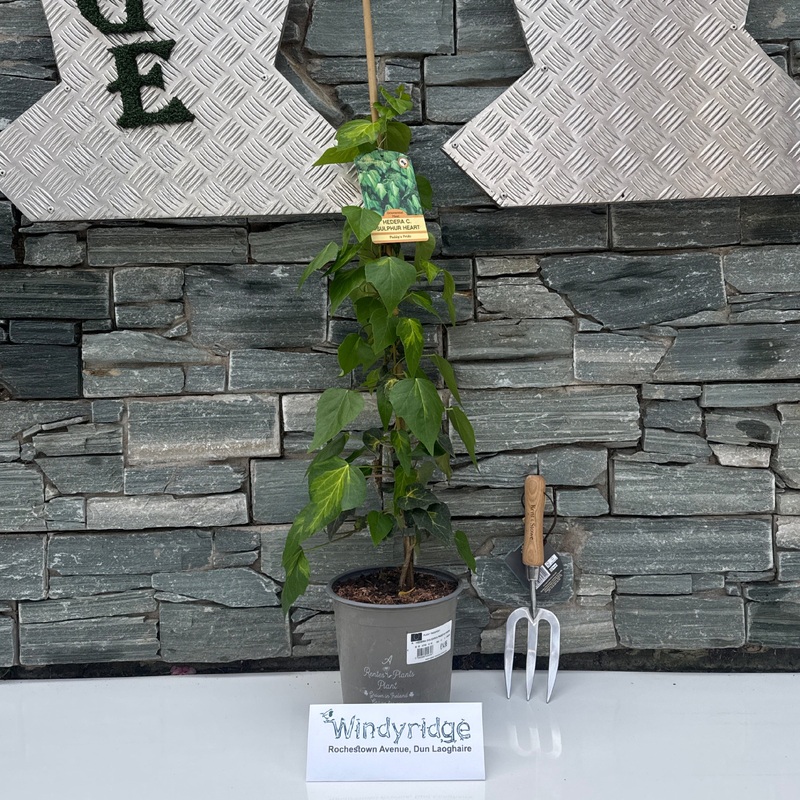 HEDERA COLCHICA PADDYS PRIDE 3.5Ltr