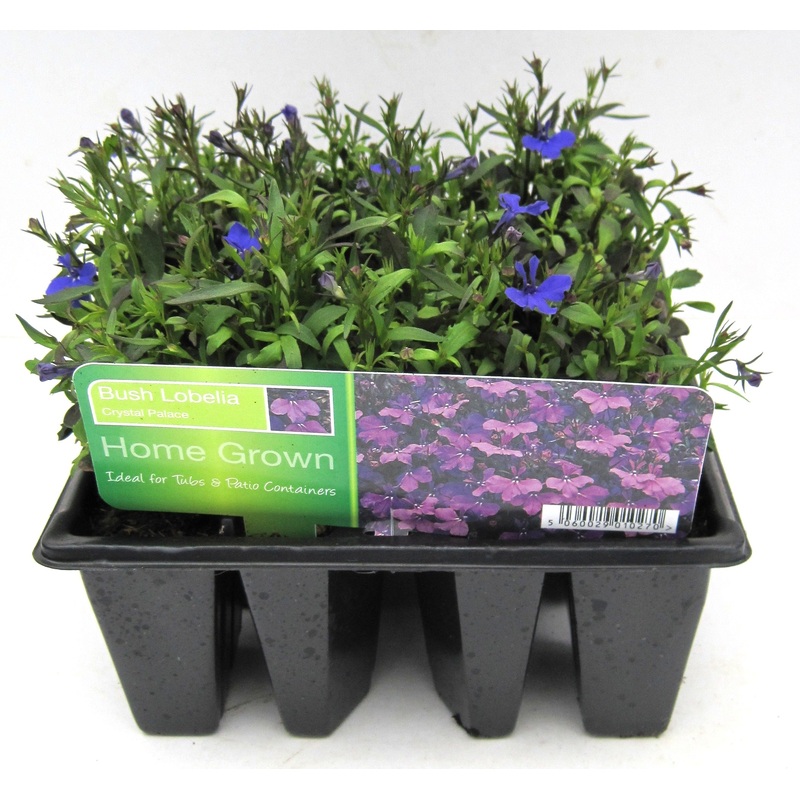 LOBELIA CRYSTAL PALACE 12PK